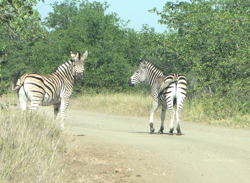 JAR 083_zeb.JPG - Dvojice zeber pozoruje, kdo jede. Ani ony nemají nějaký velký respekt z lidí.